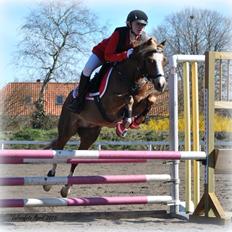 Welsh Pony (sec B) Clausholm volvo (IR) SOLGT