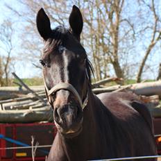 Pinto Siverholm's Brown Eyed Girl