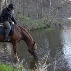 Anden særlig race Hudson