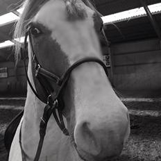 Anden særlig race Tantoos Comander (Kato)