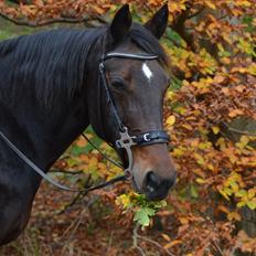 Traver Ghost Win (US)