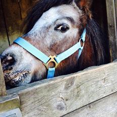 Miniature Knapstrupper Ryttergårdens Bodygard