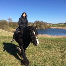 Irish Cob Lady Giga Of Ireland 