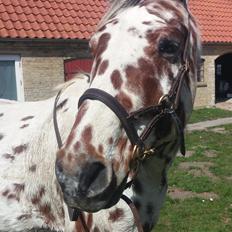 Appaloosa Santuti