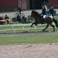 Islænder Pruður fra Flugsæl