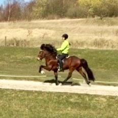 Islænder Pruður fra Flugsæl
