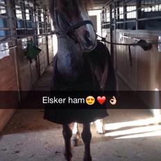 Welsh Cob (sec D) Colt