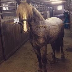 Welsh Cob (sec D) Colt