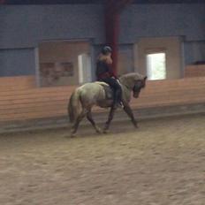 Welsh Cob (sec D) Colt