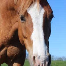 Anden særlig race Flamboyante Bijou