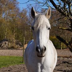Connemara Daisy's Delight *DD* [Tild. Hest]