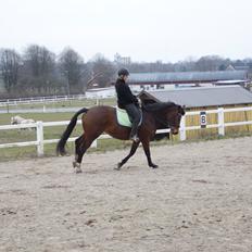 Dansk Varmblod Brøttrupsgaard' belinda