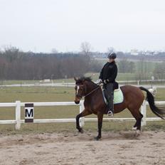 Dansk Varmblod Brøttrupsgaard' belinda