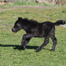 Shetlænder Rubinkes Pascal 