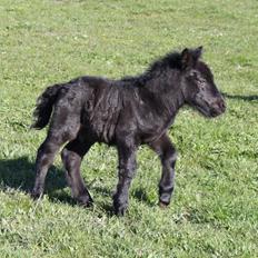 Shetlænder Rubinkes Pascal 