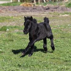 Shetlænder Rubinkes Pascal 