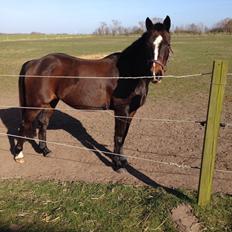 Anden særlig race Locoloco