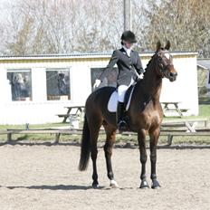 Dansk Varmblod Cassandra Sakstrup