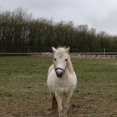 Welsh Mountain (sec A) Iben
