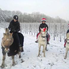 Welsh Mountain (sec A) Iben