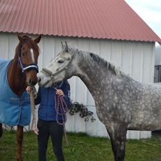 Connemara Klintly's macong