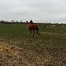 Dansk Varmblod Consita