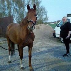 Dansk Varmblod Consita