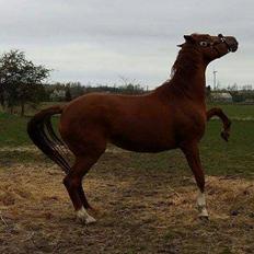 Dansk Varmblod Consita