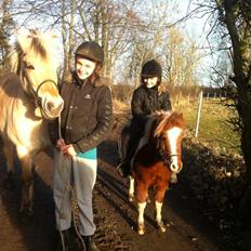 Shetlænder Bassemand