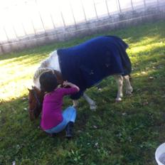 Shetlænder Bassemand