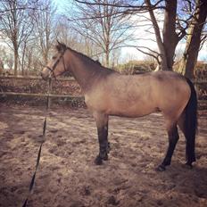 Anden særlig race Diva