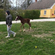 Anden særlig race Rævebjerggårds Mason