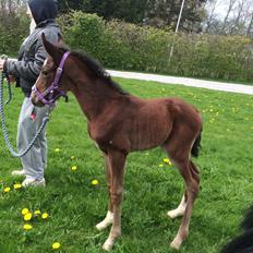 Anden særlig race Rævebjerggårds Mason