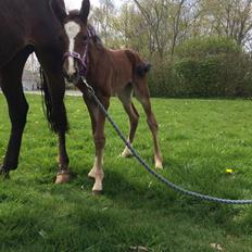 Anden særlig race Rævebjerggårds Mason