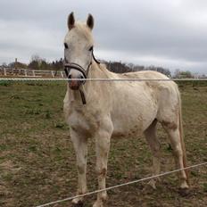 Anden særlig race Pegasus