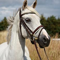 Welsh Partbred (Sec F) Floor