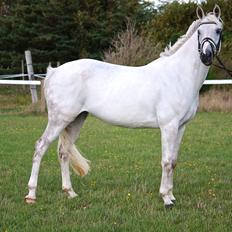 Welsh Partbred (Sec F) Floor