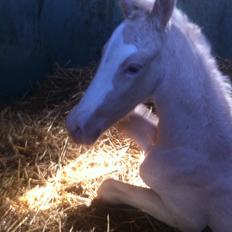 Palomino Margurittens Nova