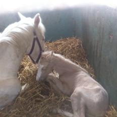 Palomino Margurittens Nova