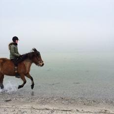 Islænder Dukka fra Torby å