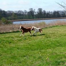Anden særlig race blue. Solgt 