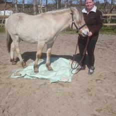 Fjordhest birkely´s bastian