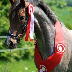 Hollandsk Sportspony Goya