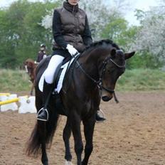 Tysk Sportspony Chester