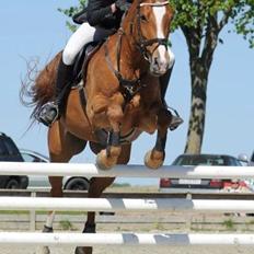 Dansk Varmblod DIAMANT