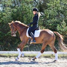 DSP Toftlunds Prins-chi