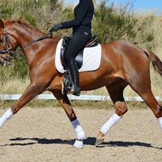 DSP Toftlunds Prins-chi