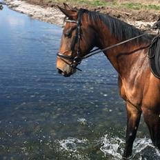 Dansk Varmblod Toscana