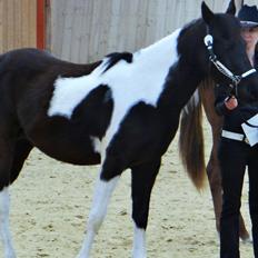 Paint ROCKYS FLYING COMET