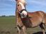 Tyroler Haflinger Bamse
